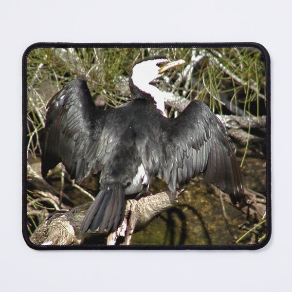 Item preview,  Australian Pied Cormorant Drying Wings in The Sun  designed and sold by MottoDigging.