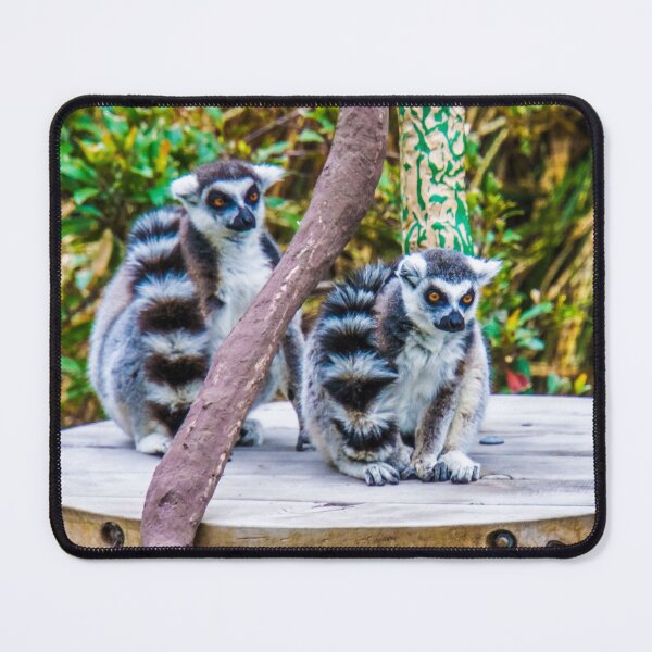 Item preview, A pair of Orange-Eyed Ring-Tailed Lemurs designed and sold by Steven Jodoin.