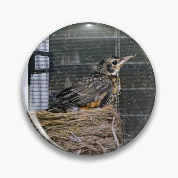 Item preview, Young American Robin Leaving The Nest designed and sold by BackyardBirder.