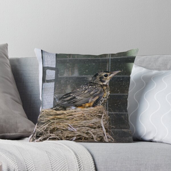 Item preview, Young American Robin Leaving The Nest designed and sold by BackyardBirder.