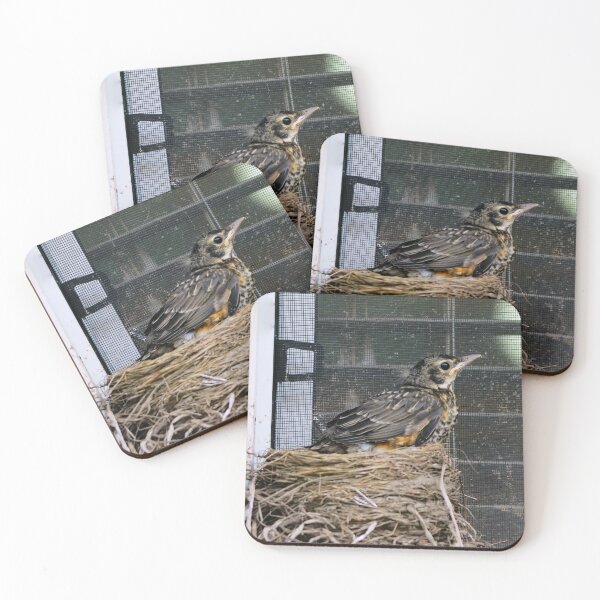 Item preview, Young American Robin Leaving The Nest designed and sold by BackyardBirder.