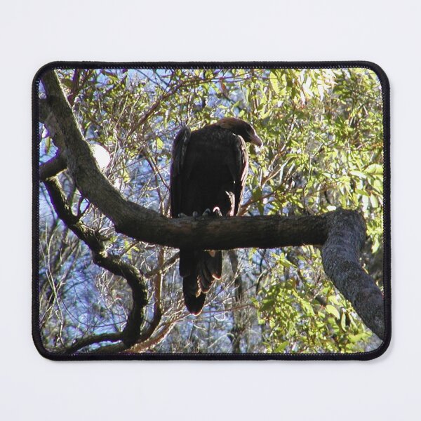 Item preview, Australian Sea Eagle Juvenile Waiting for Parents in Tree  designed and sold by MottoDigging.