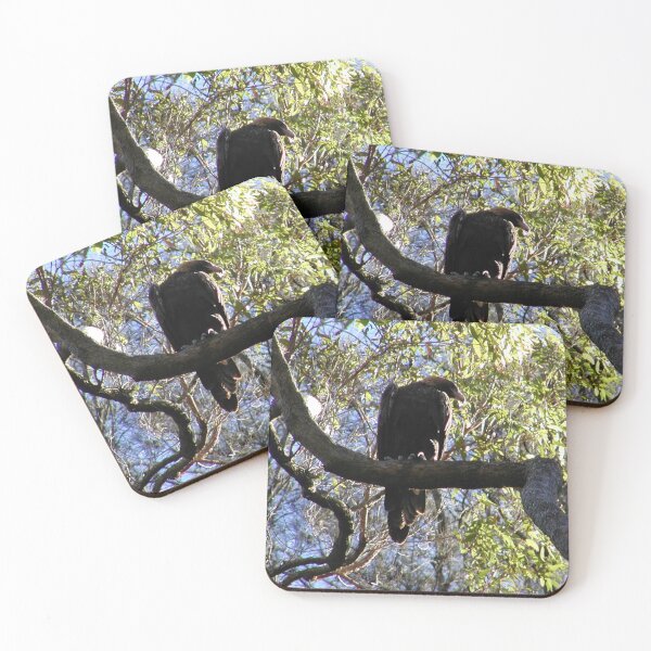 Item preview, Australian Sea Eagle Juvenile Waiting for Parents in Tree  designed and sold by MottoDigging.