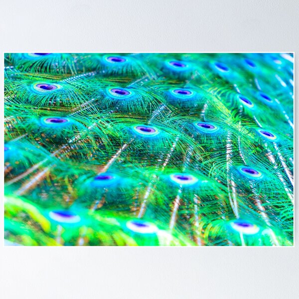 Item preview, Peacock Feather Waterfall designed and sold by Dalyndigital Photography.