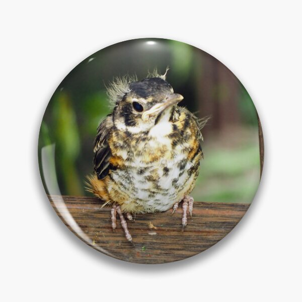 Item preview, Young American Robin Perching designed and sold by BackyardBirder.