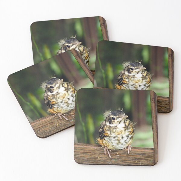 Item preview, Young American Robin Perching designed and sold by BackyardBirder.