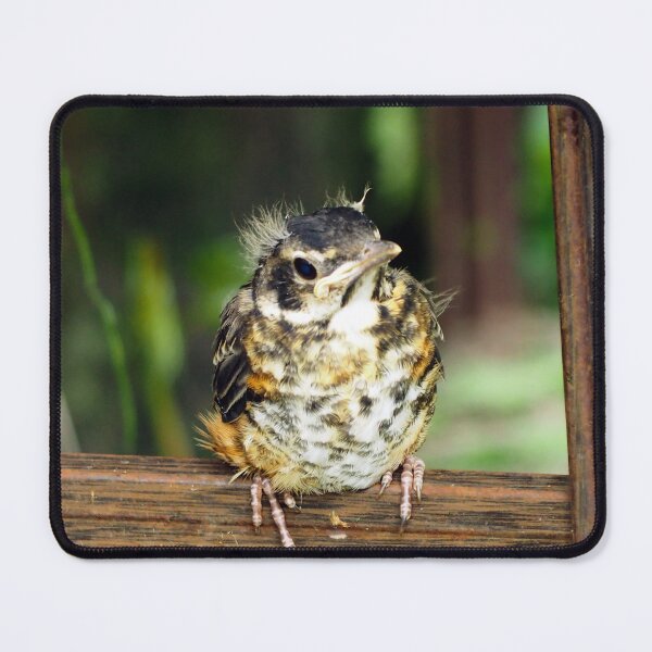 Item preview, Young American Robin Perching designed and sold by BackyardBirder.
