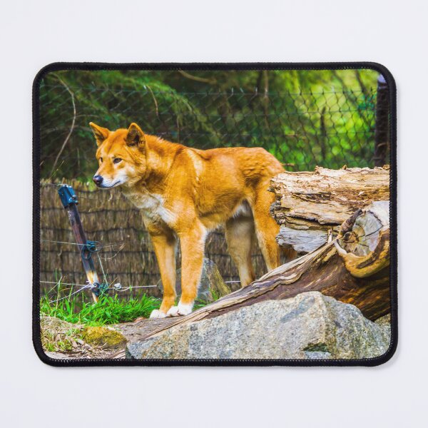 Item preview, Dingo on the Alert designed and sold by Steven Jodoin.