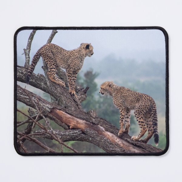 Item preview, Two Cheetah Cubs - Photograph - Kruger National Park, South Africa designed and sold by Marlienart.
