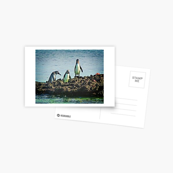 Galapagos Penguins Postcard