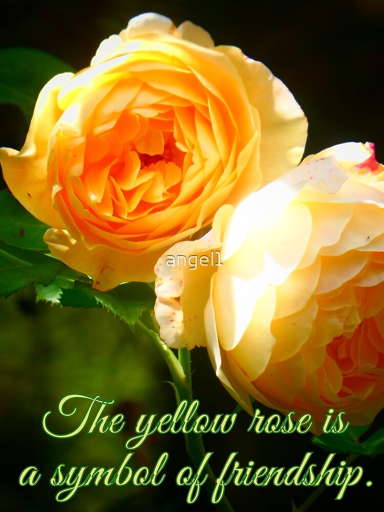 "The yellow rose is a symbol of friendship." Poster for Sale by angel1