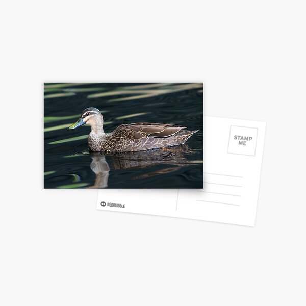 Duck shooting RedBubble Style. Postcard