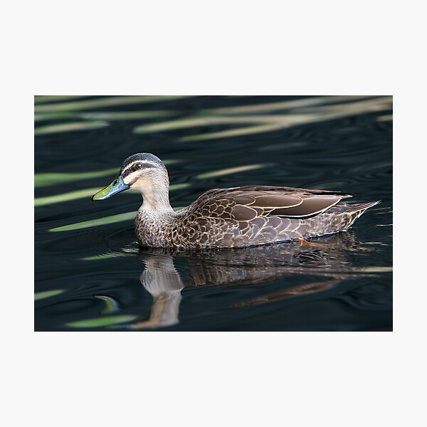 Duck shooting RedBubble Style. Photographic Print