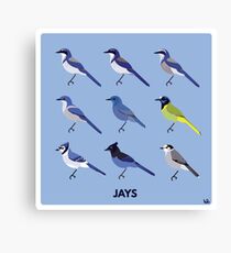 Jays Canvas Print
