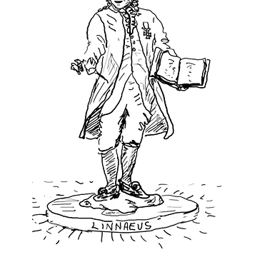 Artwork thumbnail, Linnaeus by Betty Mackey