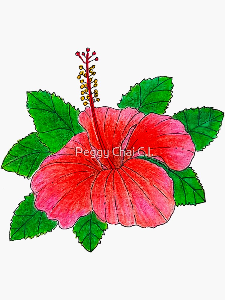 COLORED PENCIL drawing original hibiscus flowers | eBay