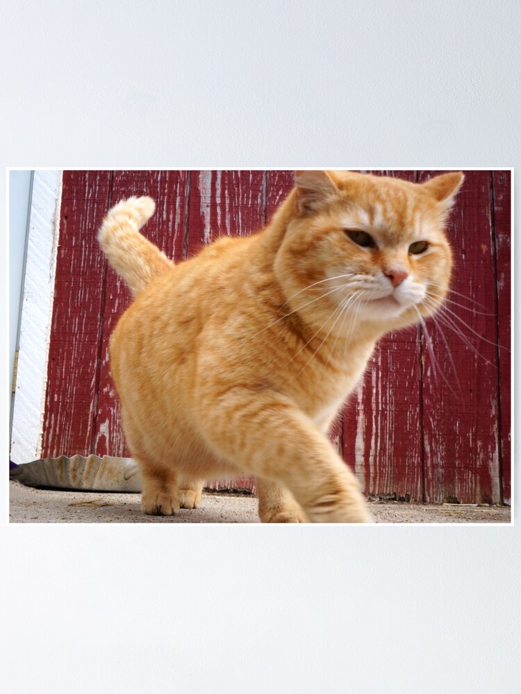 small orange cat