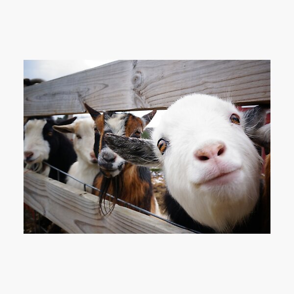 Friendly Goats Photographic Print