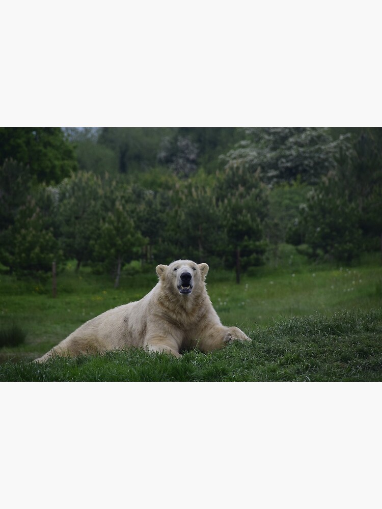 "Polar Bear at Yorkshire Wildlife Park" Poster for Sale by dyanlxd