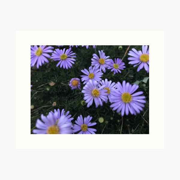Purple Daisy Art Print