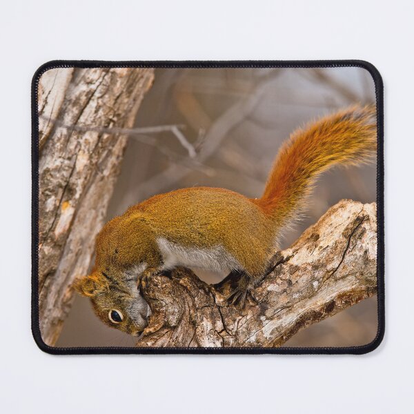 Item preview, Red Squirrel designed and sold by Michael Cummings.