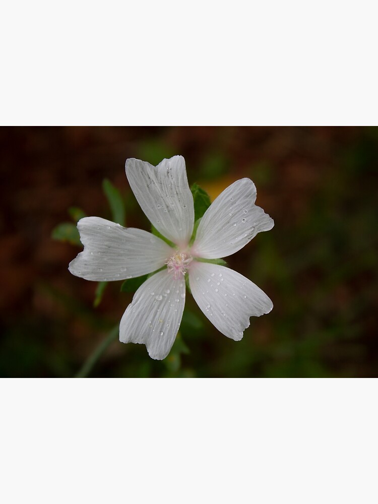 "A pretty white marshmallow flower" Poster for Sale by NebulaP Redbubble
