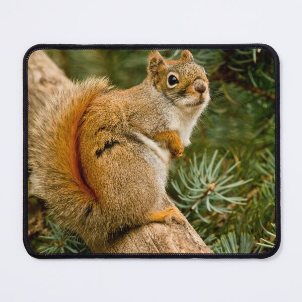 Item preview, Red Squirrel designed and sold by Michael Cummings.