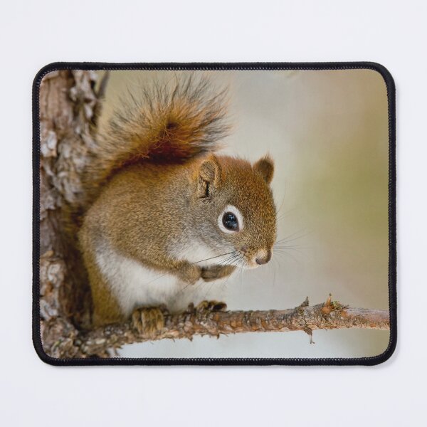 Item preview, Red Squirrel designed and sold by Michael Cummings.