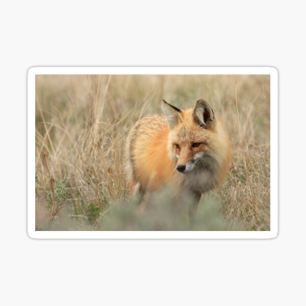 The Vixen Sticker