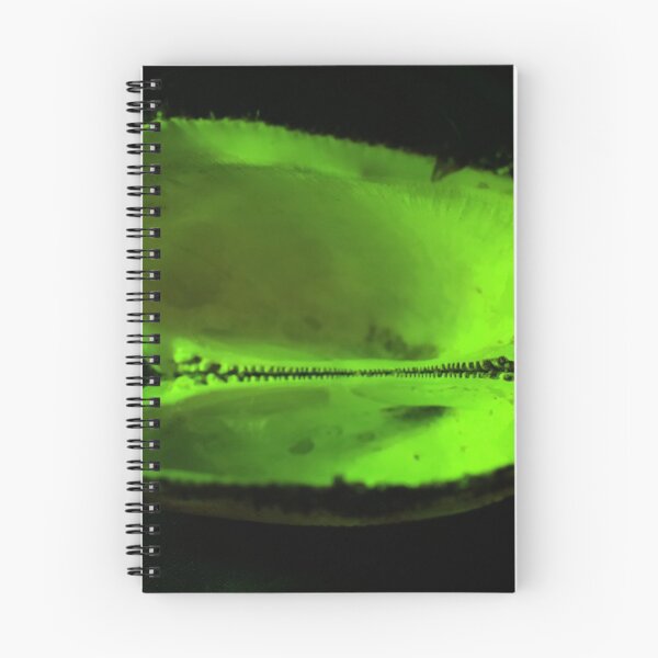 Item preview, Open Shell 2 designed and sold by Geoff Treagus.