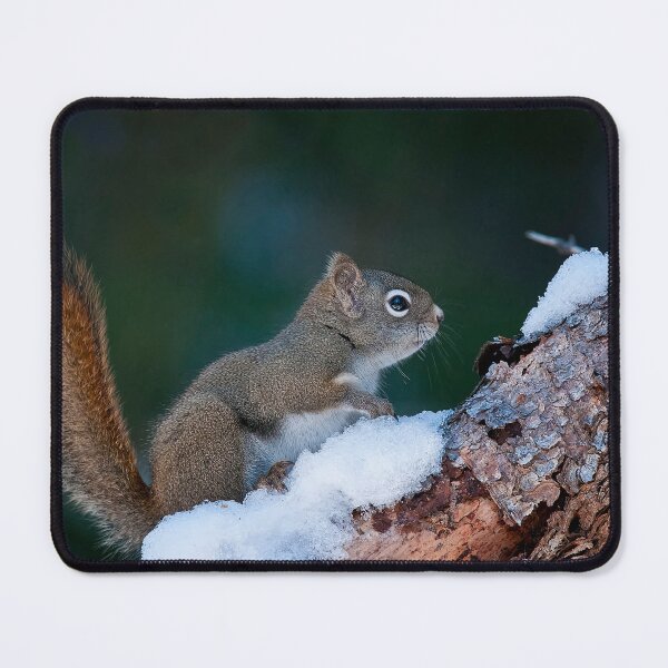 Item preview, Red Squirrel designed and sold by Michael Cummings.