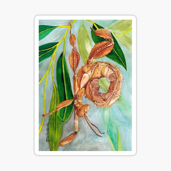 Item preview, Rose the Spiny Leaf Insect designed and sold by wonkiekneeart.