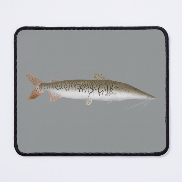 Item preview, Tiger Shovelnose Catfish designed and sold by fishfolkart.