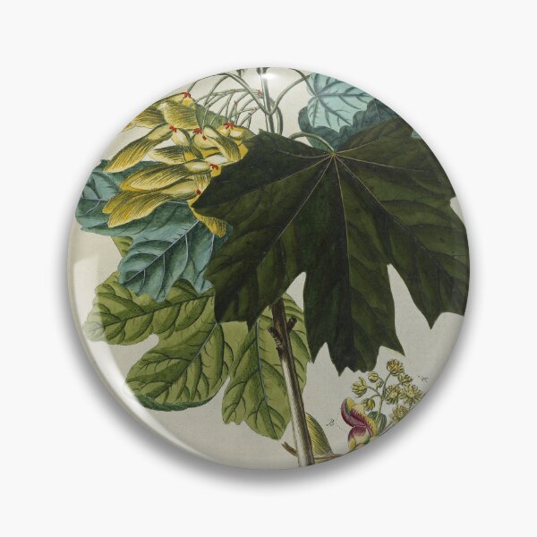 Item preview, Acer from Plantae Selectae designed and sold by Lloyd Library & Museum.