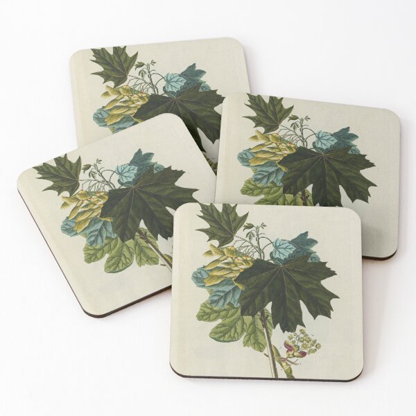 Item preview, Acer from Plantae Selectae designed and sold by Lloyd Library & Museum.