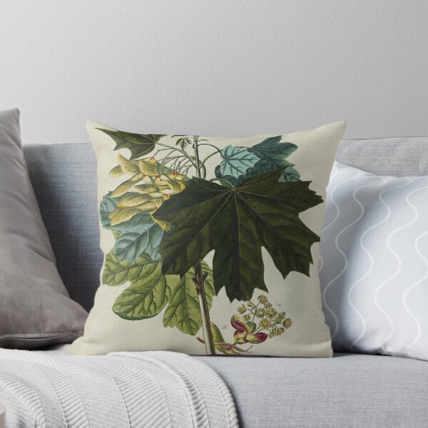 Item preview, Acer from Plantae Selectae designed and sold by Lloyd Library & Museum.