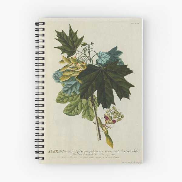 Item preview, Acer from Plantae Selectae designed and sold by Lloyd Library & Museum.