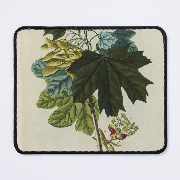 Item preview, Acer from Plantae Selectae designed and sold by Lloyd Library & Museum.