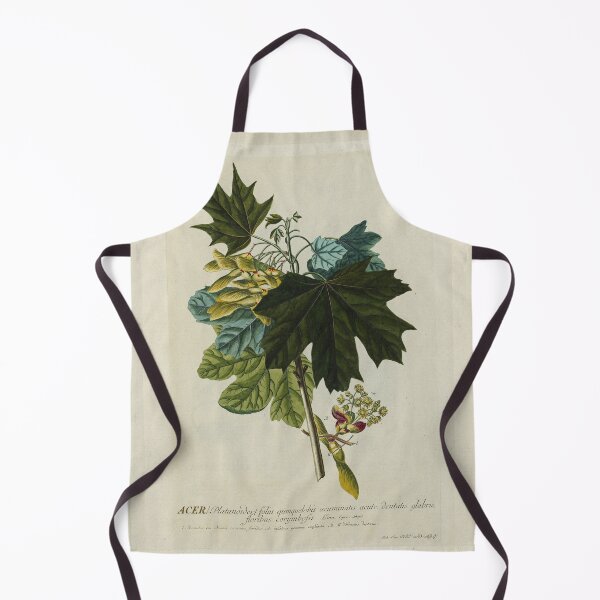 Item preview, Acer from Plantae Selectae designed and sold by Lloyd Library & Museum.
