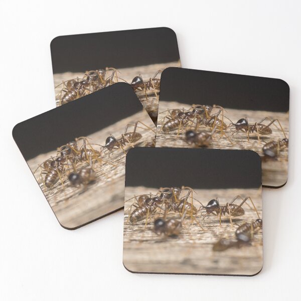 Item preview, Unique and organic photo of a colony of conehead termites designed and sold by AvonPerception.