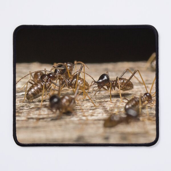 Item preview, Unique and organic photo of a colony of conehead termites designed and sold by AvonPerception.