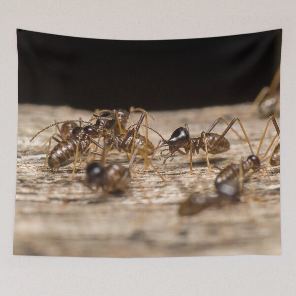 Item preview, Unique and organic photo of a colony of conehead termites designed and sold by AvonPerception.