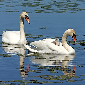 Artwork thumbnail, Hitching A Ride by Debbie Oppermann