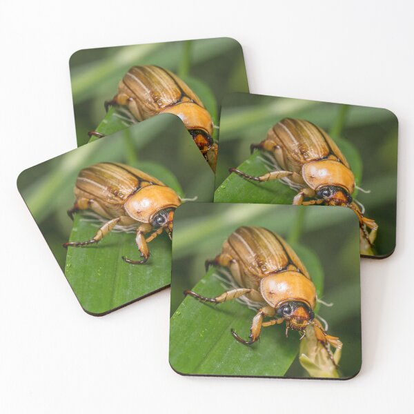 Item preview, Unique and organic photo of an Anomalla cf. pallida chafer beetle designed and sold by AvonPerception.