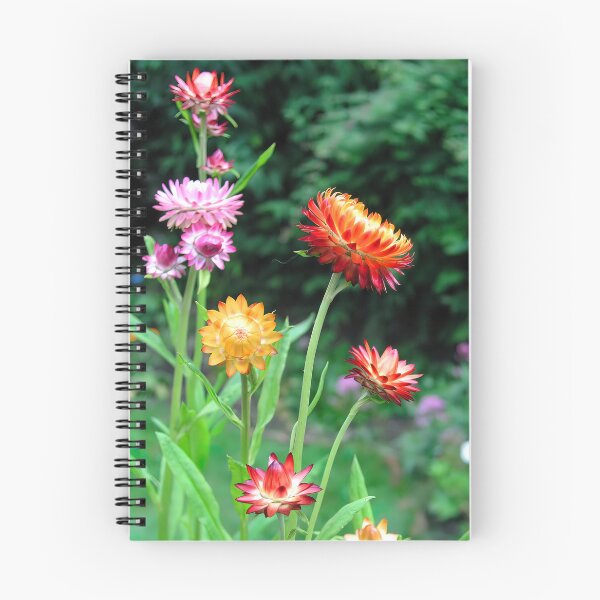 Item preview, Helichrysum, Everlasting Flowers designed and sold by JonDelorme.