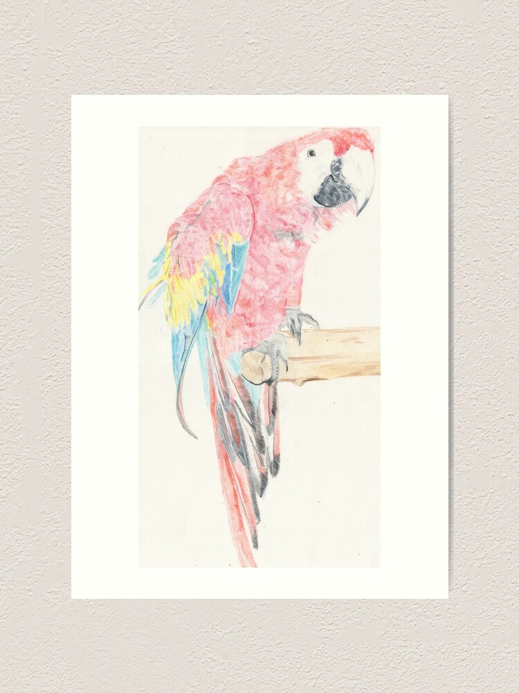 Lámina artística «guacamaya roja» de lizdomett | Redbubble Lámina artística «guacamaya roja» de lizdomett | Redbubble