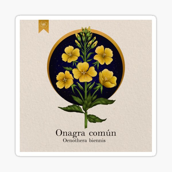 Botanical illustration: Evening primrose Sticker