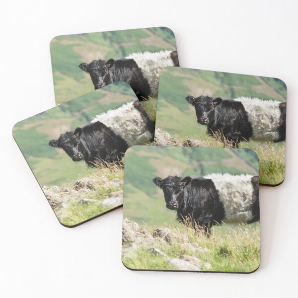 Item preview, Belted Galloway Cow  designed and sold by Jane Stanley Photography.