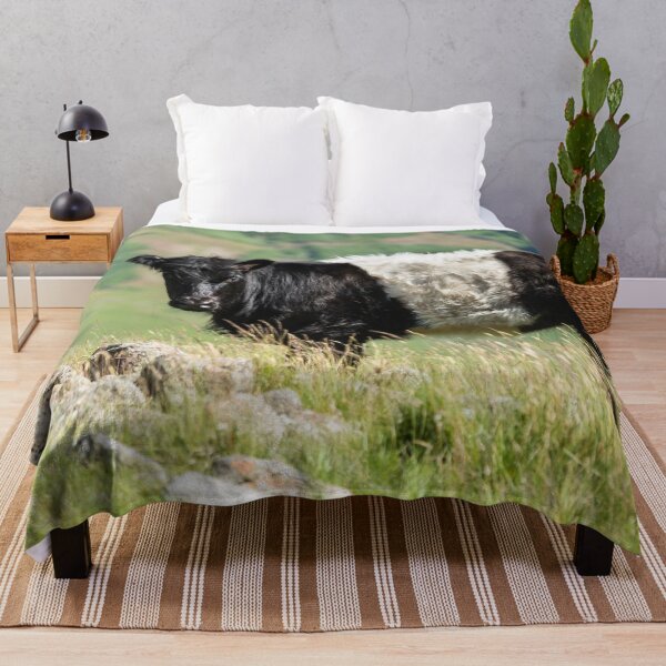 Item preview, Belted Galloway Cow designed and sold by Jane Stanley Photography.