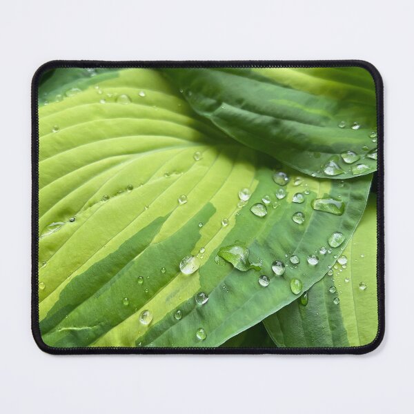 Item preview, Hosta Water Drops designed and sold by Asaha17.